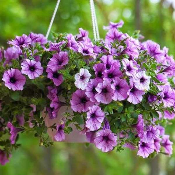 Annual Proven Winner Hanging Basket 10 In