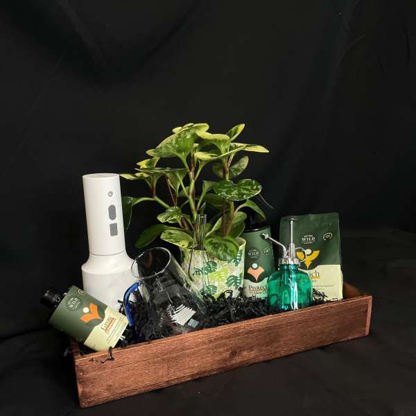 Houseplant gift basket with a potted plant and care items in a wooden tray