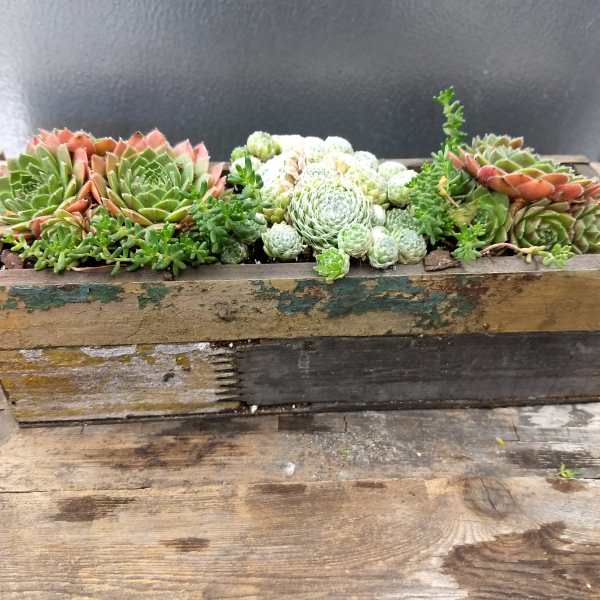 Succulent arrangement in a rustic wooden planter box