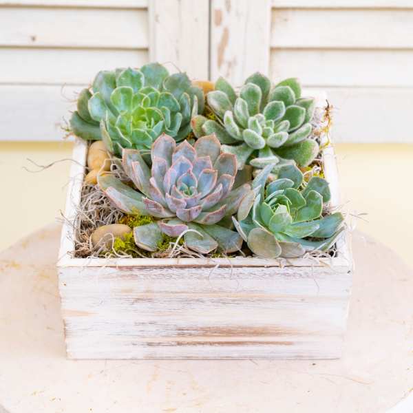 Succulent arrangement in a white wooden box with moss and stones