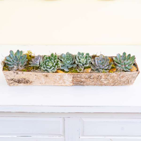 Rectangular planter with assorted succulents in a rustic wooden box