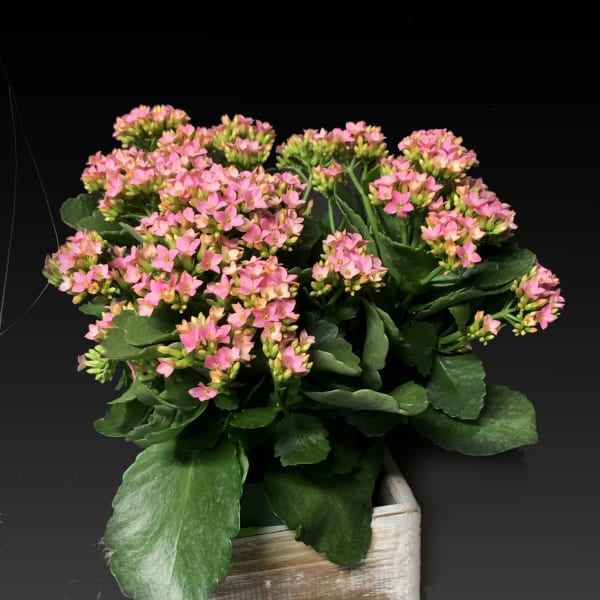 Pink flowering plant in a rustic wooden planter