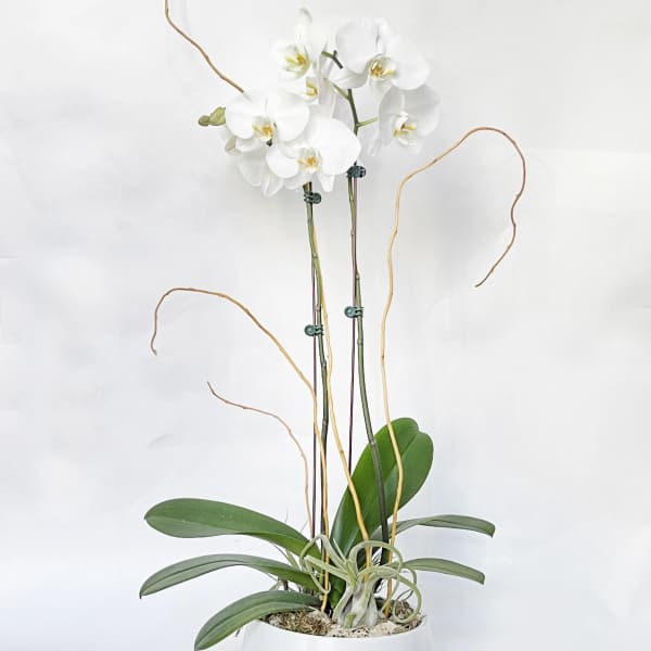 White orchid plant in a white pot with tall curved stems