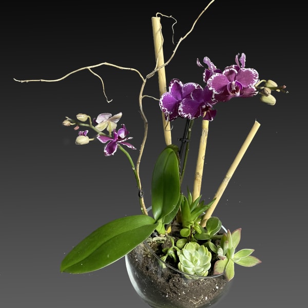 Purple orchids and succulents arranged in a glass bowl with bamboo stakes