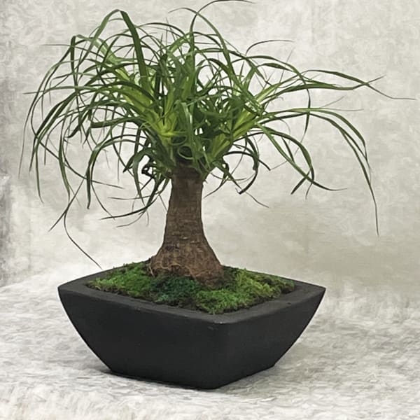 Potted ponytail palm in a black square planter