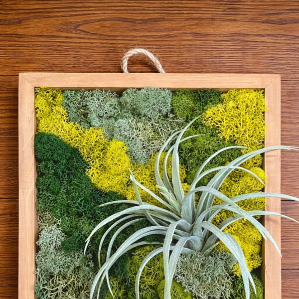 Framed moss wall with a small air plant attached