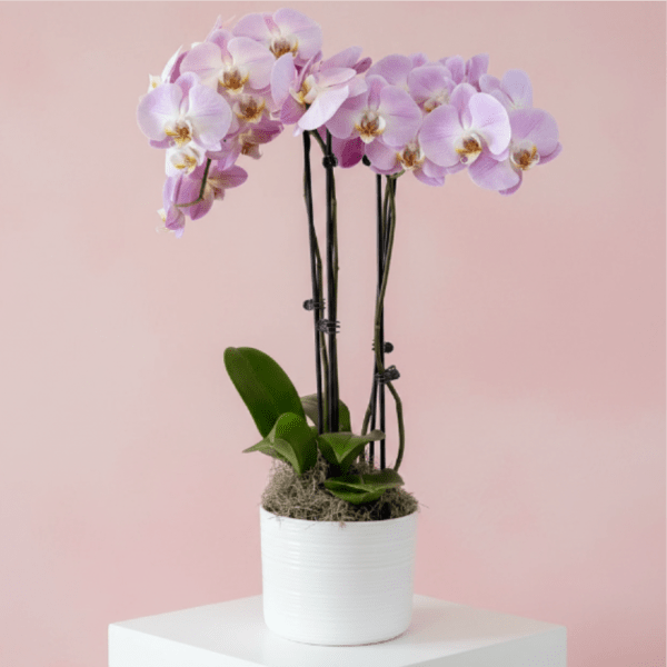 Orchid Plant