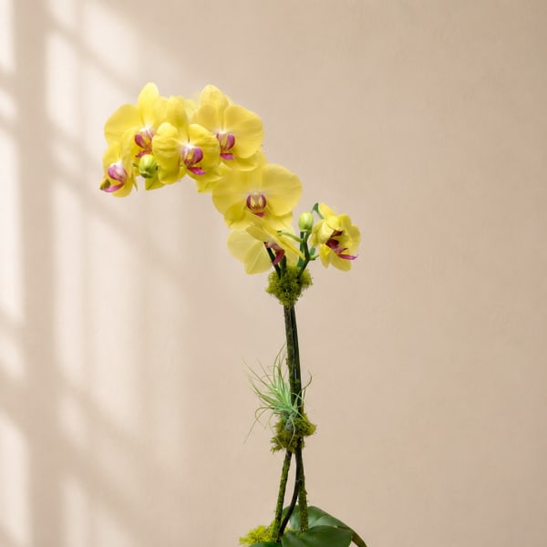 Yellow orchid arrangement in a beige pot