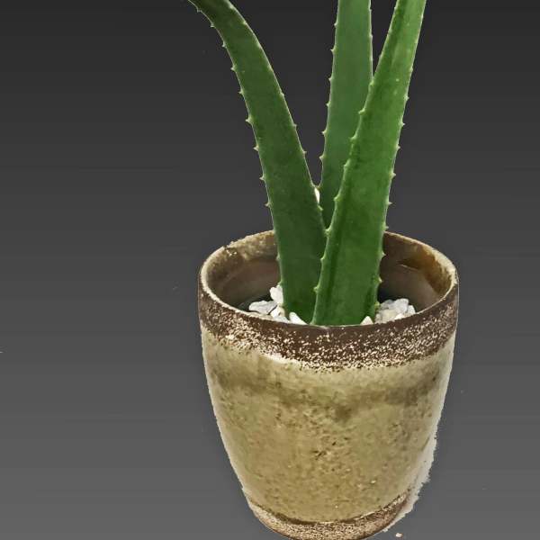 Potted aloe plant in a textured ceramic pot