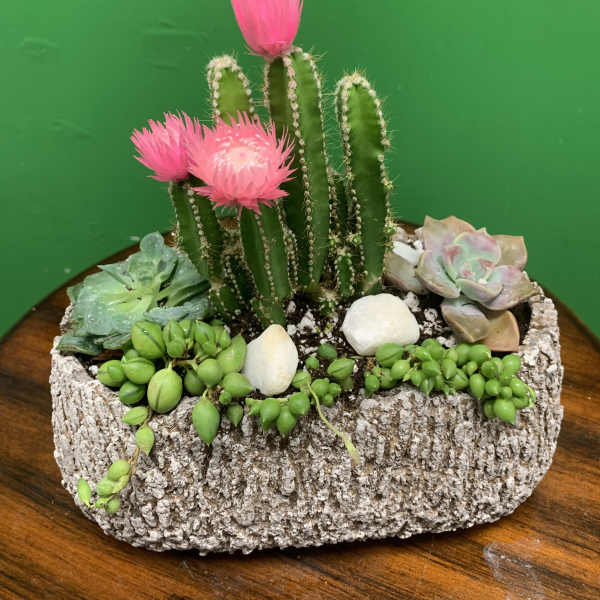 Succulent planter with a cactus and bright pink blooms in a bark-textured container