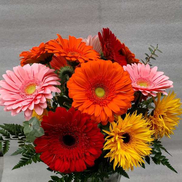 Rainbow Whiskers Mixed Gerbera Vase Cat Friendly