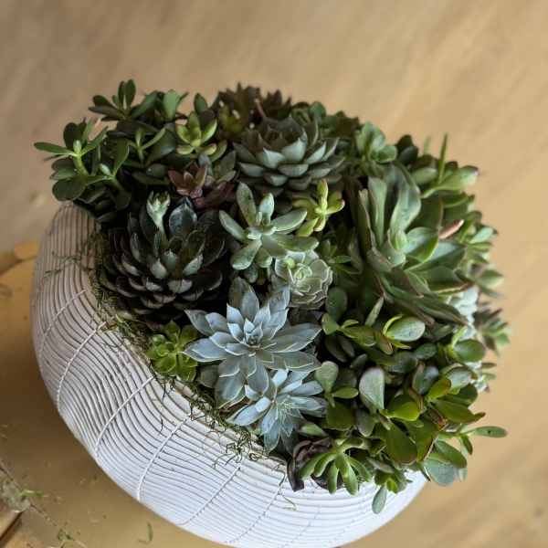 Evergreen Harmony