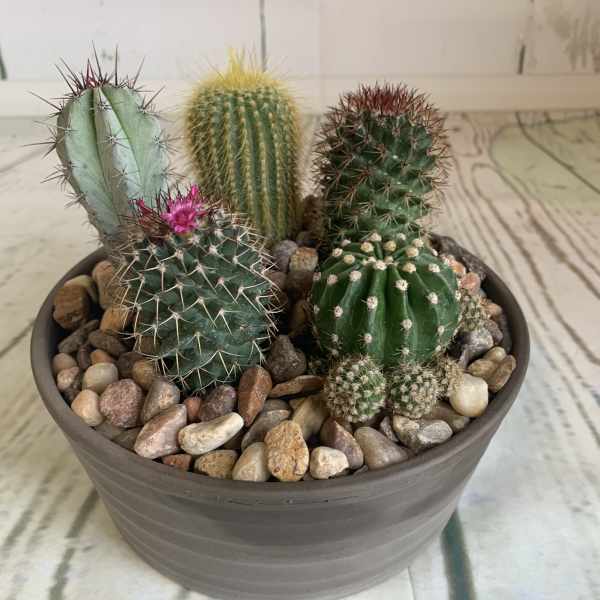 Potted cactus arrangement with several small cacti and decorative stones