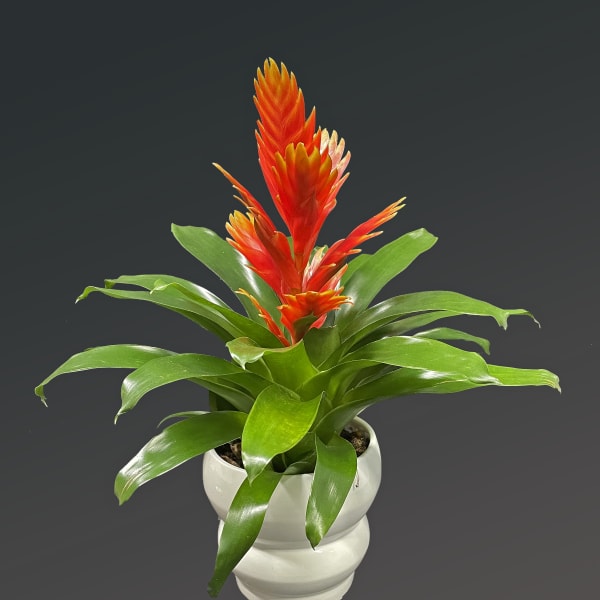 Potted bromeliad with bright red-orange blooms in a white ceramic pot