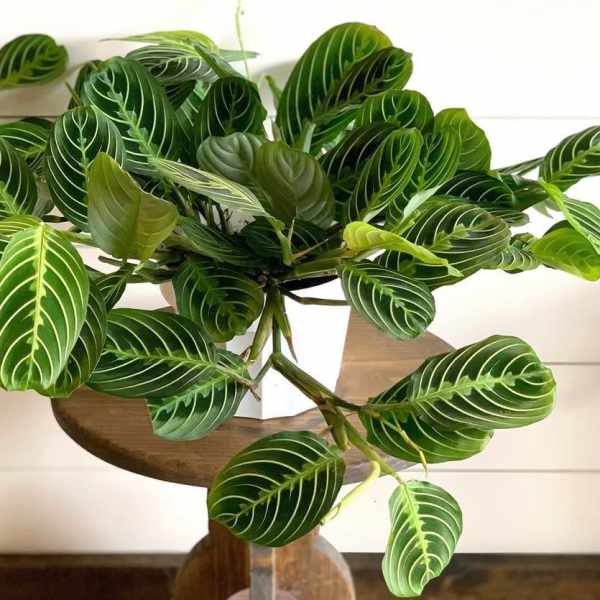 Potted plant with dark green striped leaves in a white container