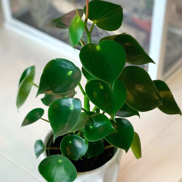Potted plant with glossy round green leaves in a white ceramic pot