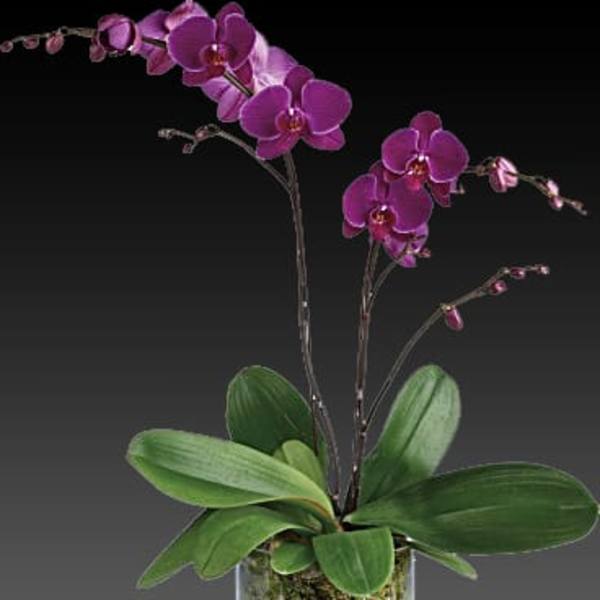 Purple orchid plant in a glass vase with pebbles