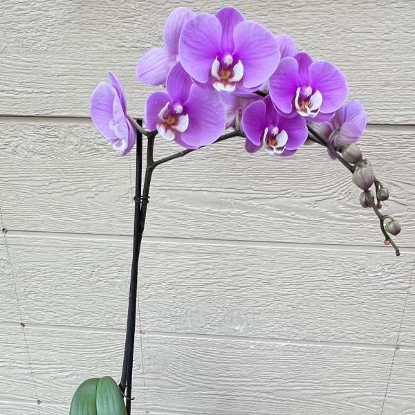 Lavender Orchids