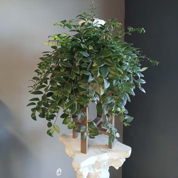 Trailing green potted plant on a decorative pedestal stand