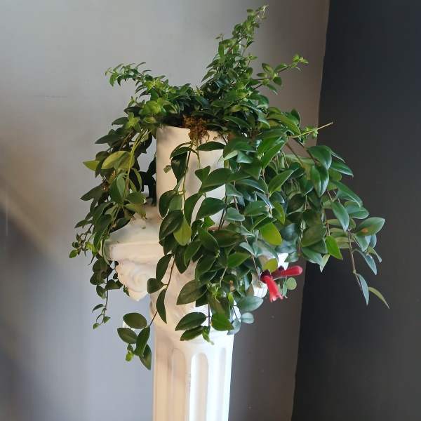 Trailing green potted plant in a white pedestal planter