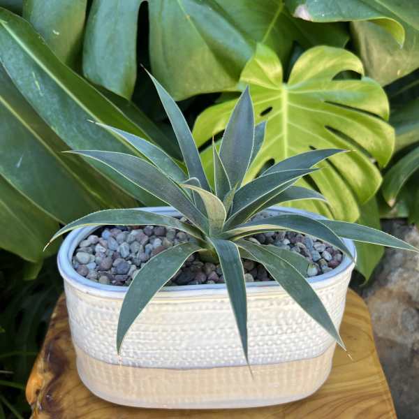 Succulent For You