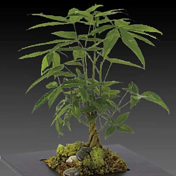 Potted bonsai-style plant with a braided trunk on a black stand