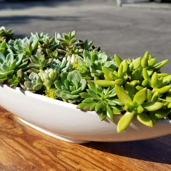 Succulent arrangement in a white boat-shaped bowl