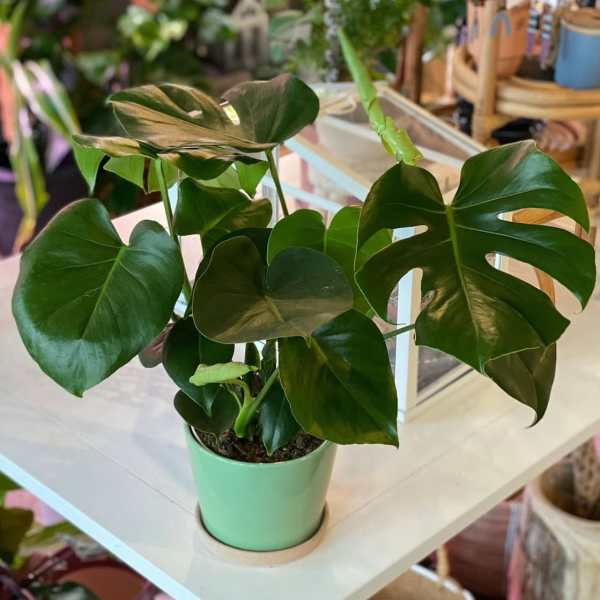 Potted monstera plant with large split green leaves in a mint pot