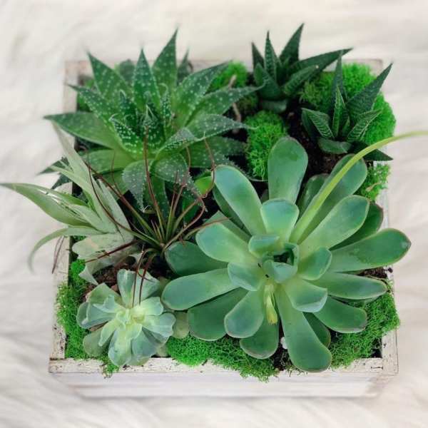 Square planter with assorted green succulents and moss