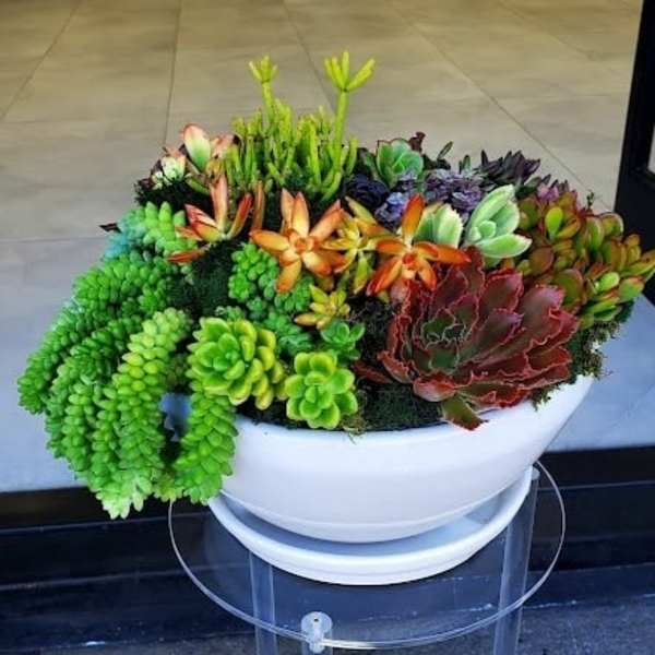 Low white bowl filled with assorted green and red succulents with trailing stems.