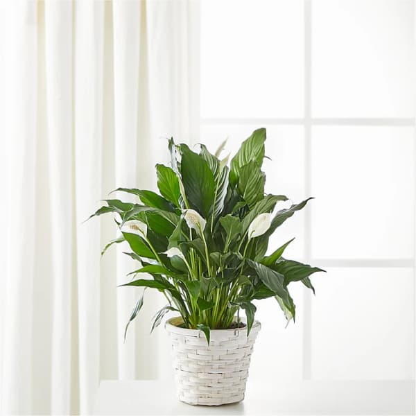 White potted peace lily with white blooms in a woven basket cover