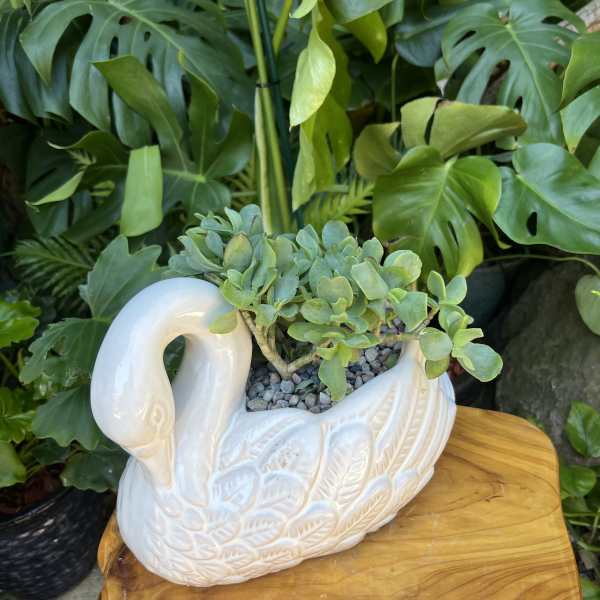 Succulent arrangement in a white swan-shaped ceramic planter