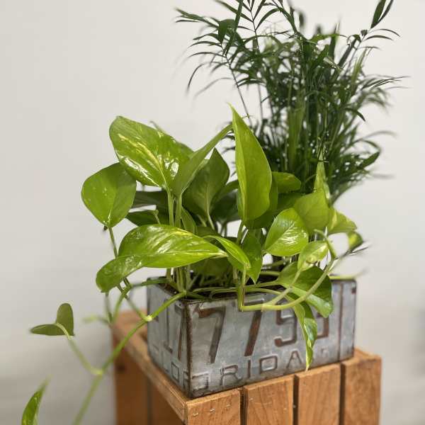 Potted green houseplants in a metal container on a wooden stand