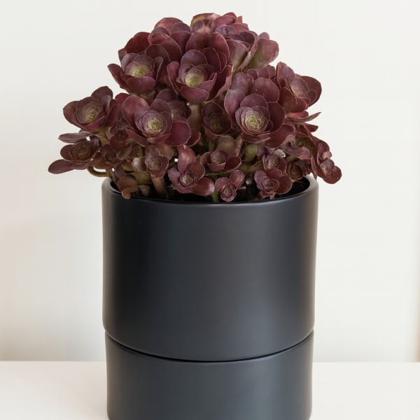 Dark burgundy succulent arrangement in a black cylindrical pot