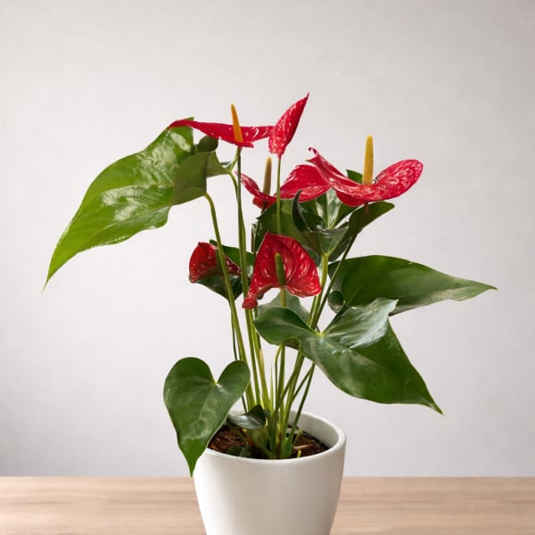 Potted anthurium plant with red blooms in a white ceramic pot