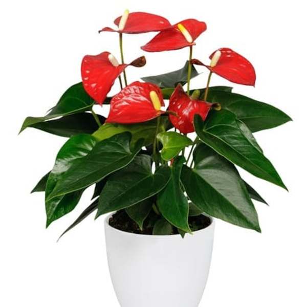 Potted plant with red anthurium flowers in a white pot
