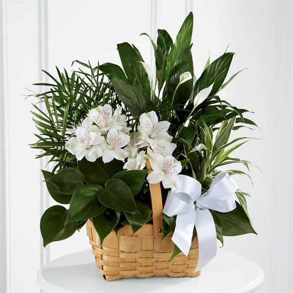 White flowers and green plants arranged in a woven basket with a white ribbon