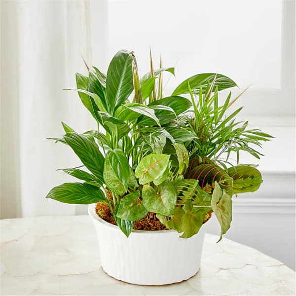 Mixed green houseplants in a white ceramic pot