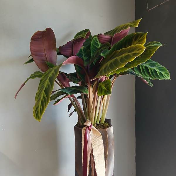 Potted calathea plant with large striped leaves in a tall wrapped container