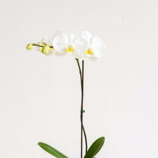 White orchid plant in a dark pot