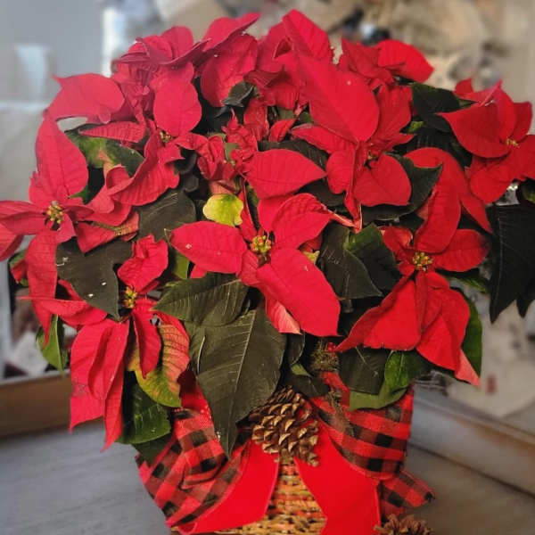 Joyful