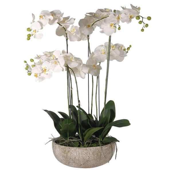 White orchids in a shallow stone planter