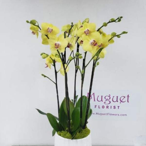 Yellow orchids arranged in a white cylindrical vase
