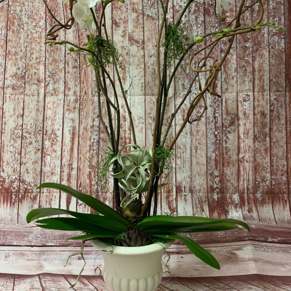 White orchid arrangement in a white pedestal vase