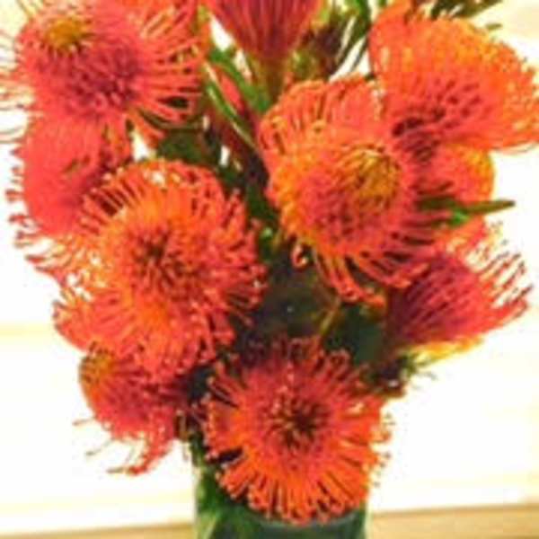 Orange pincushion protea bouquet in a glass vase