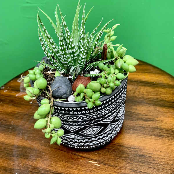 Potted succulent arrangement in a patterned black-and-white container