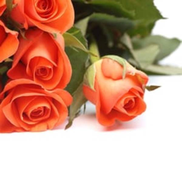 Orange roses with green foliage on a white background