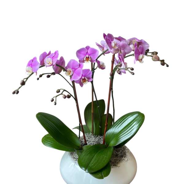 Pink orchid plant in a white ceramic pot