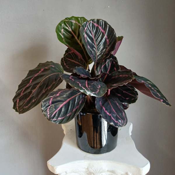 #PL23 Calathea Rattlesnake