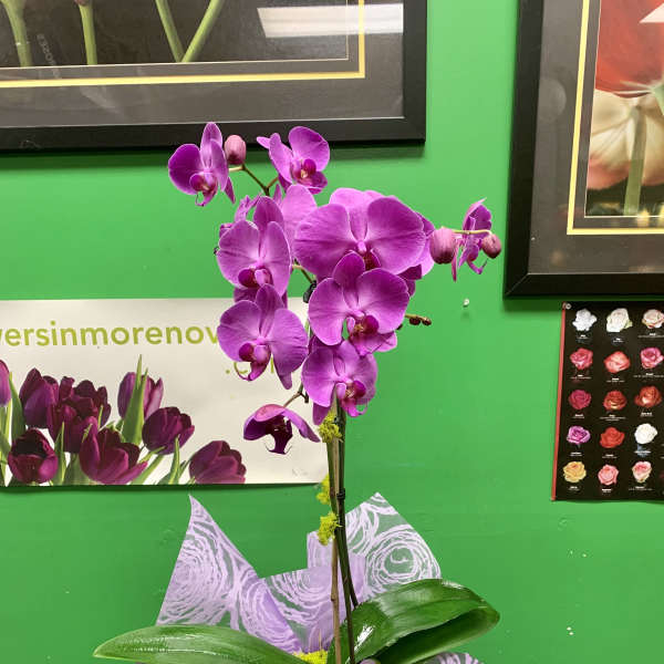 Purple orchid arrangement in a birch bark container with patterned paper
